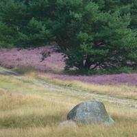 Heideblüte