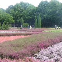 Heidegarten