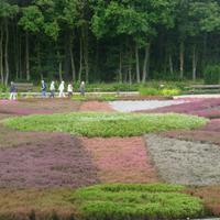 Heidegarten