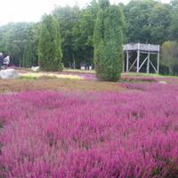 Heidegarten