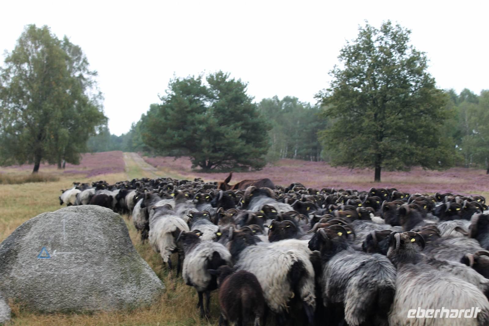 Heidschnucken