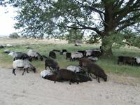 Heidschnucken