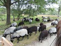 Heidschnucken
