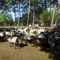 Heidschnucken