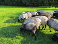 Heidschnucken