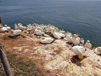 Helgoland, Basstölpel am Klippenrandweg