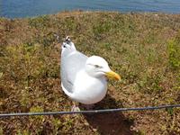 Helgoland, Klippenrandweg, neugierige Möve
