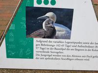 Helgoland