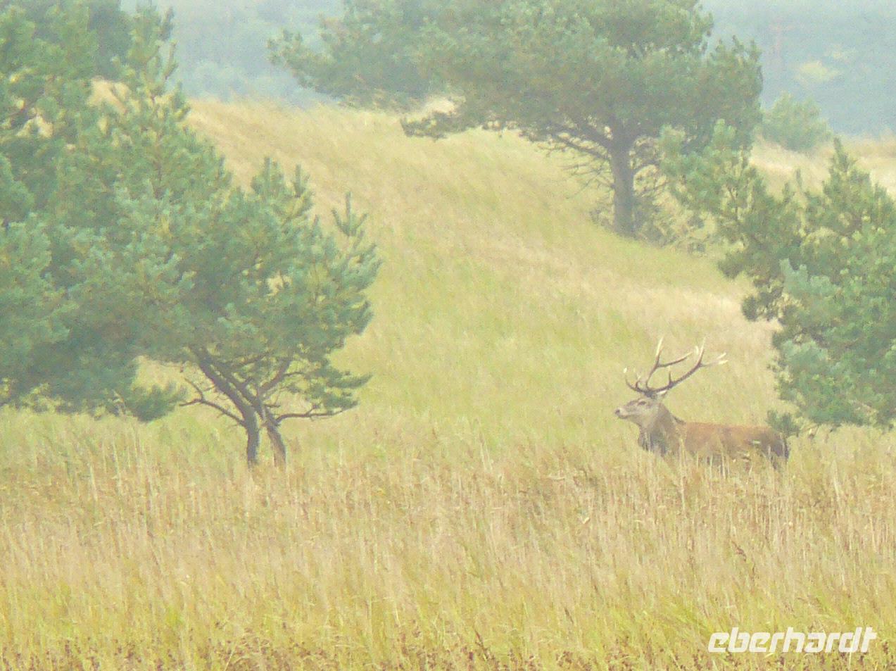 Hirsch am Darss