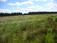 Hohes Venn