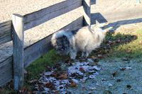 Hund auf der Koppel 