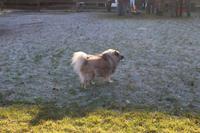 Hund auf der Koppel