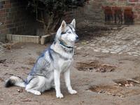 Husky