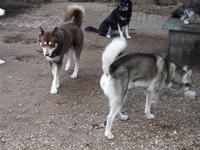 Husky