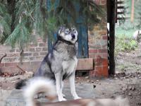 Husky