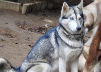 Husky