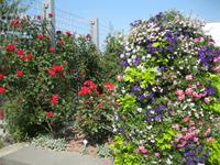 IMG_4435EEuropa-Rosarium - Sangerhausen