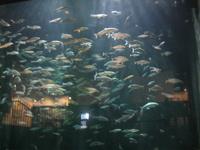 IMG_7100 Maränenschwarm -größtes Süßwasseraquarium