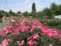 Im Europa-Rosarium