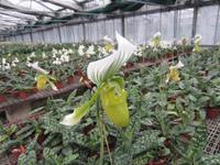 Im Orchideenzentrum Celle