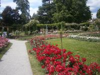 Im Rosengarten