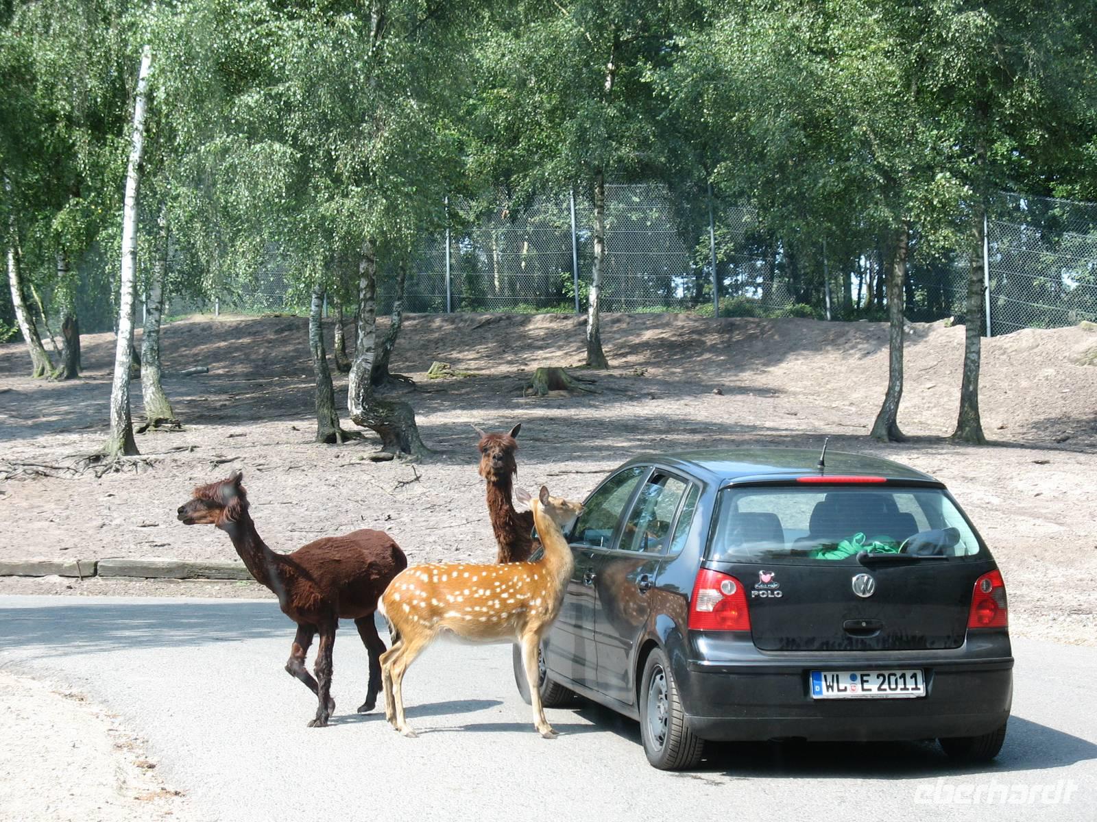Impressionen aus dem Serengetipark Hodenhagen