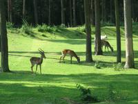 Impressionen aus dem Serengetipark Hodenhagen