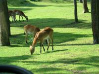 Impressionen aus dem Serengetipark Hodenhagen