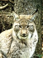 Juchs im Wildpark