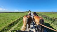 Kutschfahrt auf Hallig Hooge
