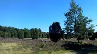 Kutschfahrt durch die Heide