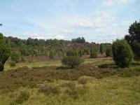 Kutschfahrt durch die Lüneburger Heide