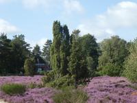 Lüneburger Heide