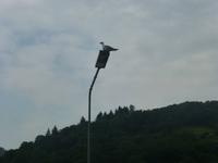 Möwe am Neckar
