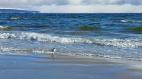 Möwe am Strand von Binz