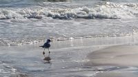 Möwe am Strand von Binz