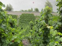 Moselblick vom Steilhang