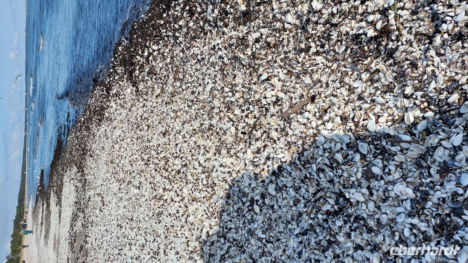 Muschelberge