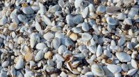 Muscheln, Muscheln und nochmals Muscheln