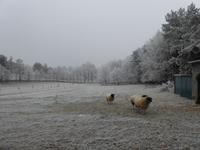 Neujahrsspaziergang