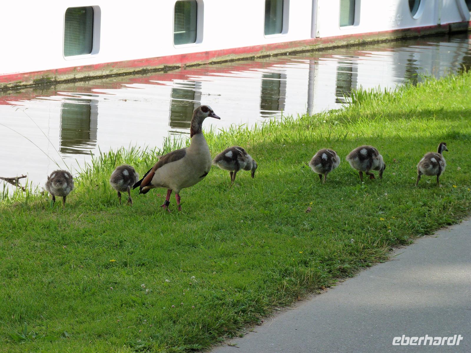 Nilgänse