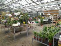 Orchideen-Zentrum 