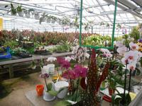 Orchideen-Zentrum 
