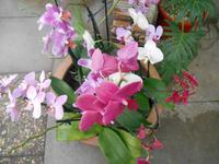 Orchideen-Zentrum 