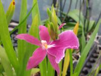 Orchideenblüte