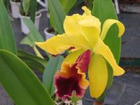 Orchideenblüte