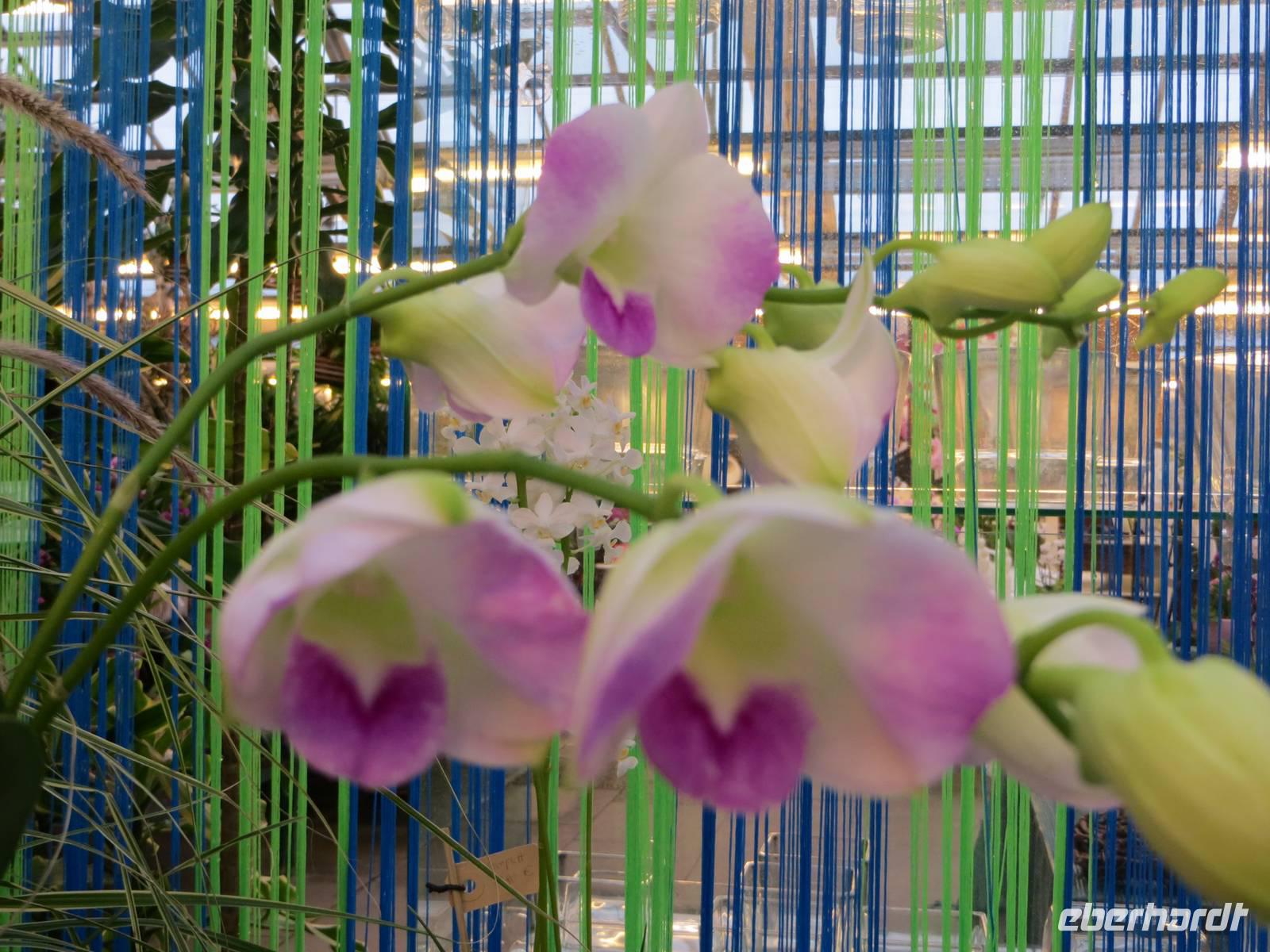 Orchideenblüten