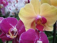 Orchideenblüten