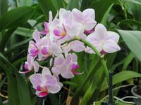 Orchideenblüten
