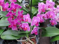 Orchideenblüten